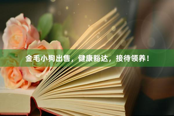金毛小狗出售,健康豁达,接待领养!